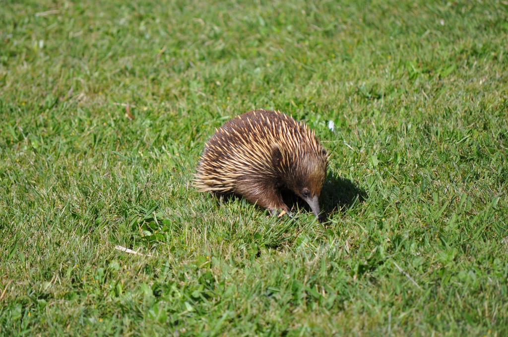 Bed & Breakfast Tallawarra Homestead