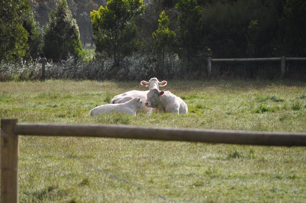 Tallawarra Homestead Tonimbuc